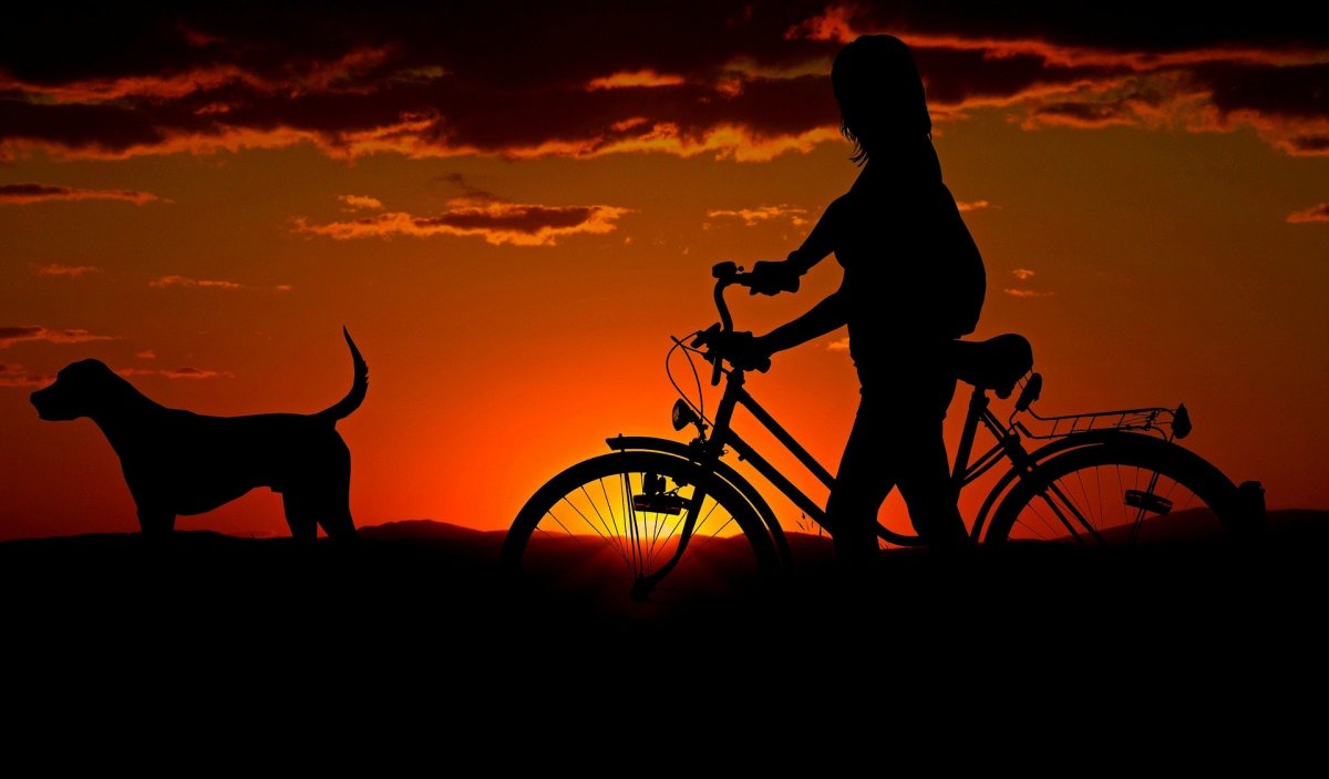 Jazda rowerem wraz z psem przy zachodzie słońca