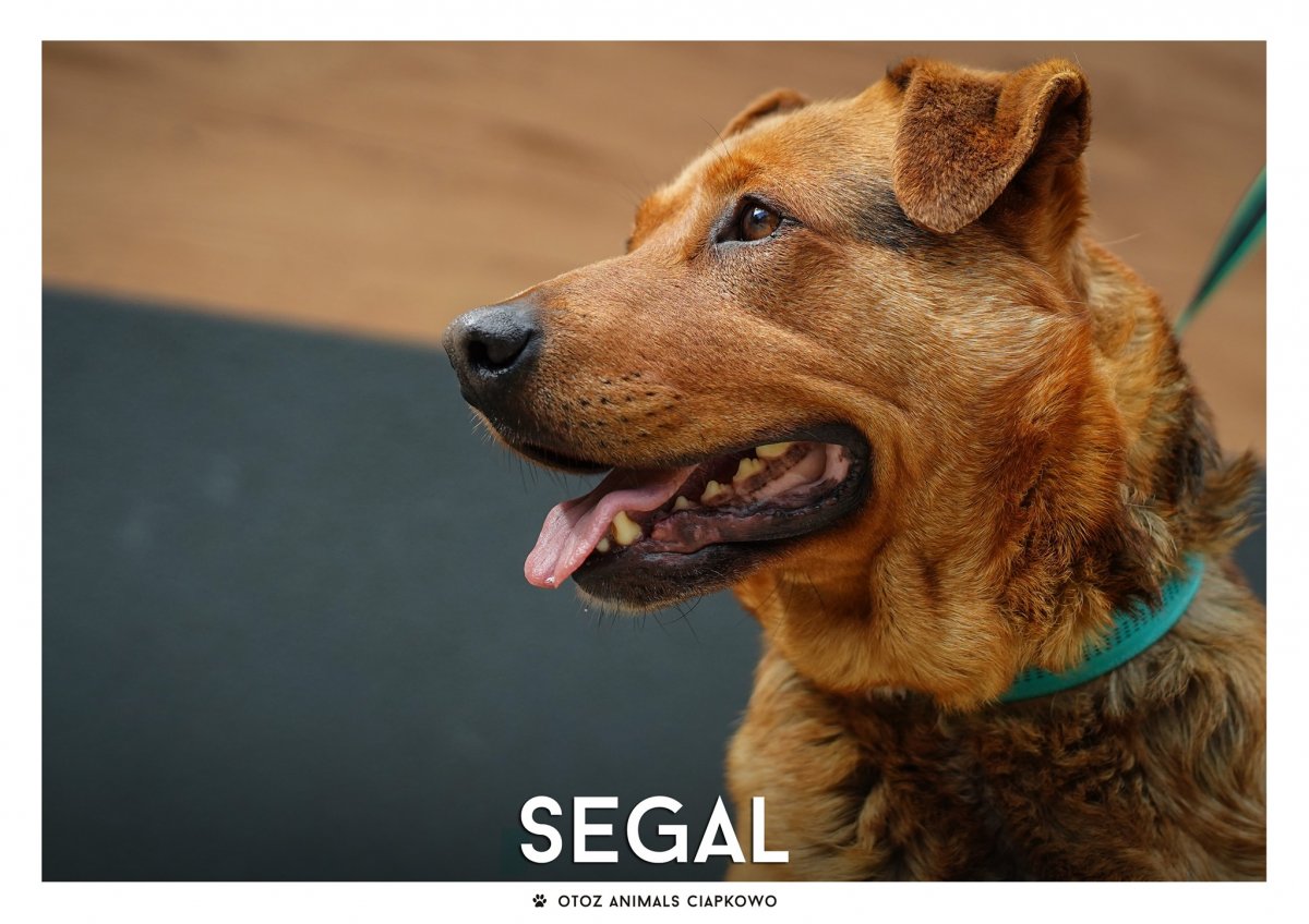 Brązowy pies o imieniu Segal