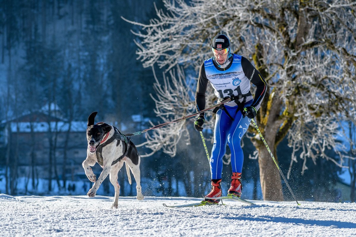 SKIJORING,Sport zimowy polegający na jeździe na nartach biegowych z psem podpiętym do narciarza za pomocą odpowiedniej uprzęży