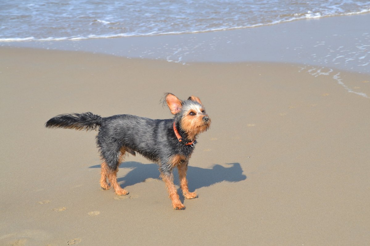 Pies biegający po plaży nad morzem