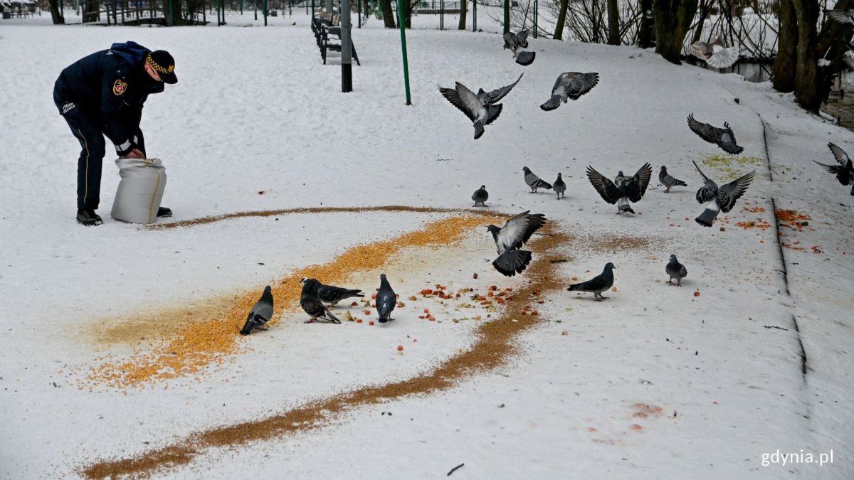 Strażnik Miejski rozsypuje W Parku Kilońskim na śniegu ziarna dla ptaków. Wokół niego krążą gołębie i kaczki. Fot. Magda Śliżewska