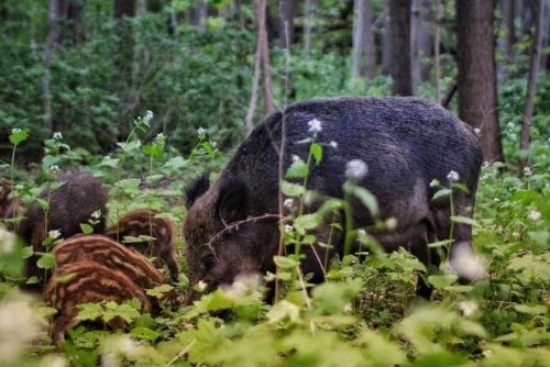 Dziki w gdyńskim lesie (fot. Agnieszka Gajda // z grupy Gdynia w obiektywie)