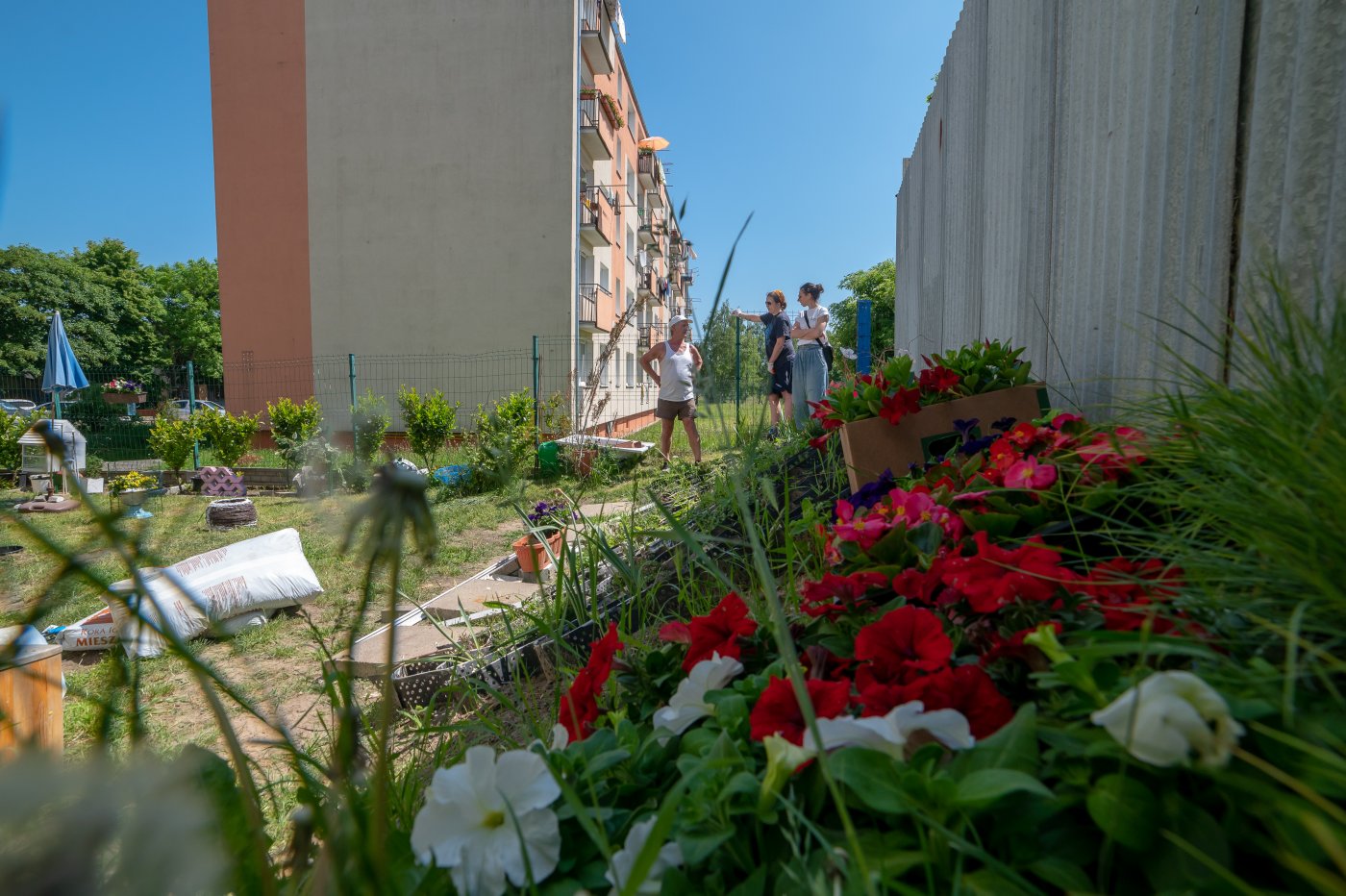 Nasadzenia na Oksywiu w ramach Funduszu Sąsiedzkiego // mat. Laboratorium Innowacji Społecznych