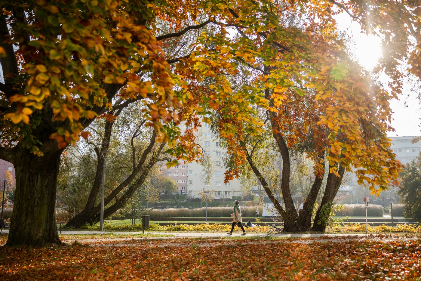 Drzewa w Parku Centralnym (fot. Karol Stańczak)