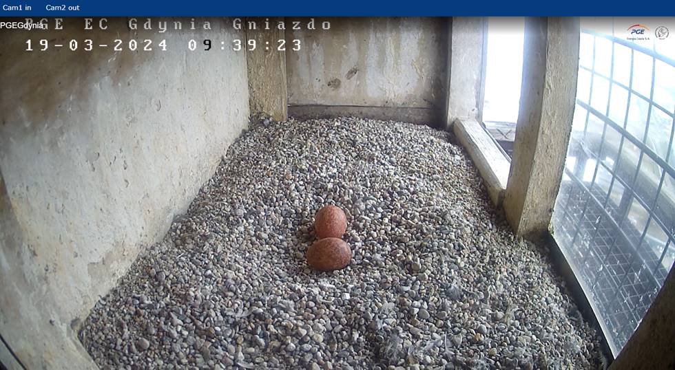 Bosman i Koksinka spodziewają się piskląt. Są już dwa jaja w gnieździe. screen z webcamery: peregrinus.pl/pl/gdynia