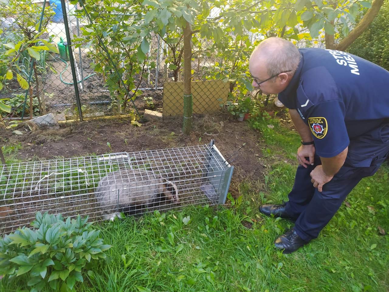 Odławianie borsuka. Te sympatyczne zwierzaki są łapane w żywołapki i wywożone z dala od domów. Fot. SM Gdynia