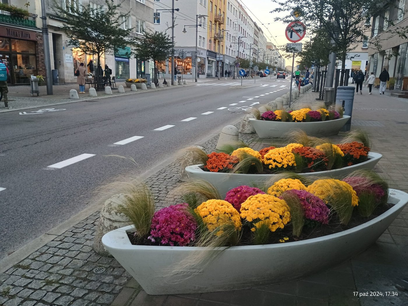 W centrum miasta pojawiły się chryzantemy (fot. Wydział Ogrodnika Miasta)