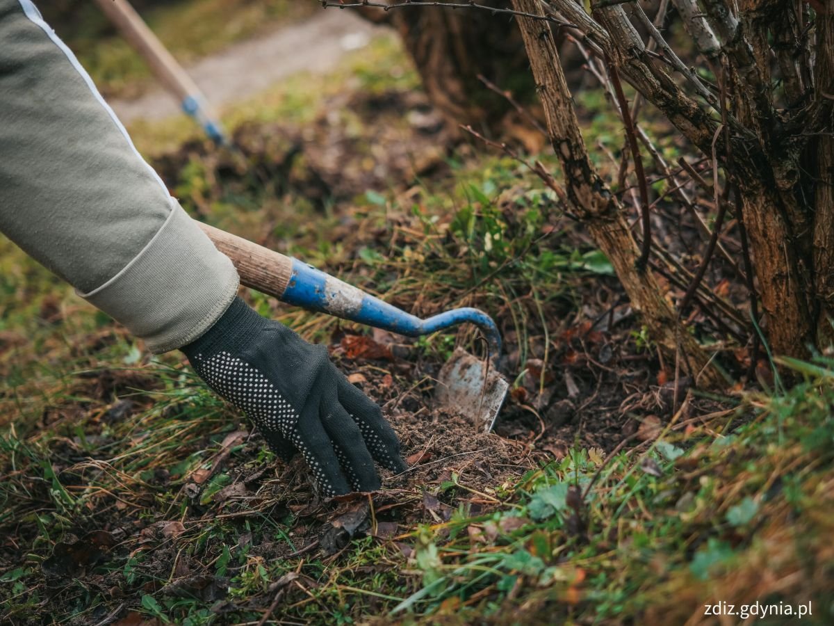 Wiosna w Gdyni to czas nowych nasadzeń i przygotowań miasta do sezonu wiosenno-letniego (fot. Marcin Mielewski)