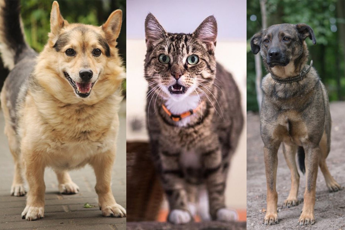 // fot. OTOZ Animals Schronisko dla Bezdomnych Zwierząt