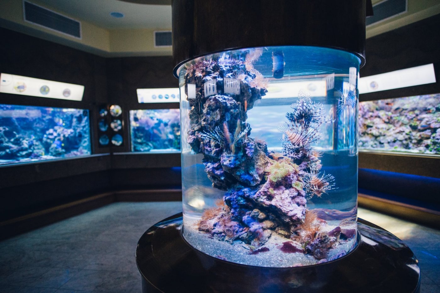 Zdjęcie ekspozycji Akwarium Gdyńskiego. Sala z rafami koralowymi. Na pierwszym planie okrągły zbiornik z rafą. W tle większe akwaria