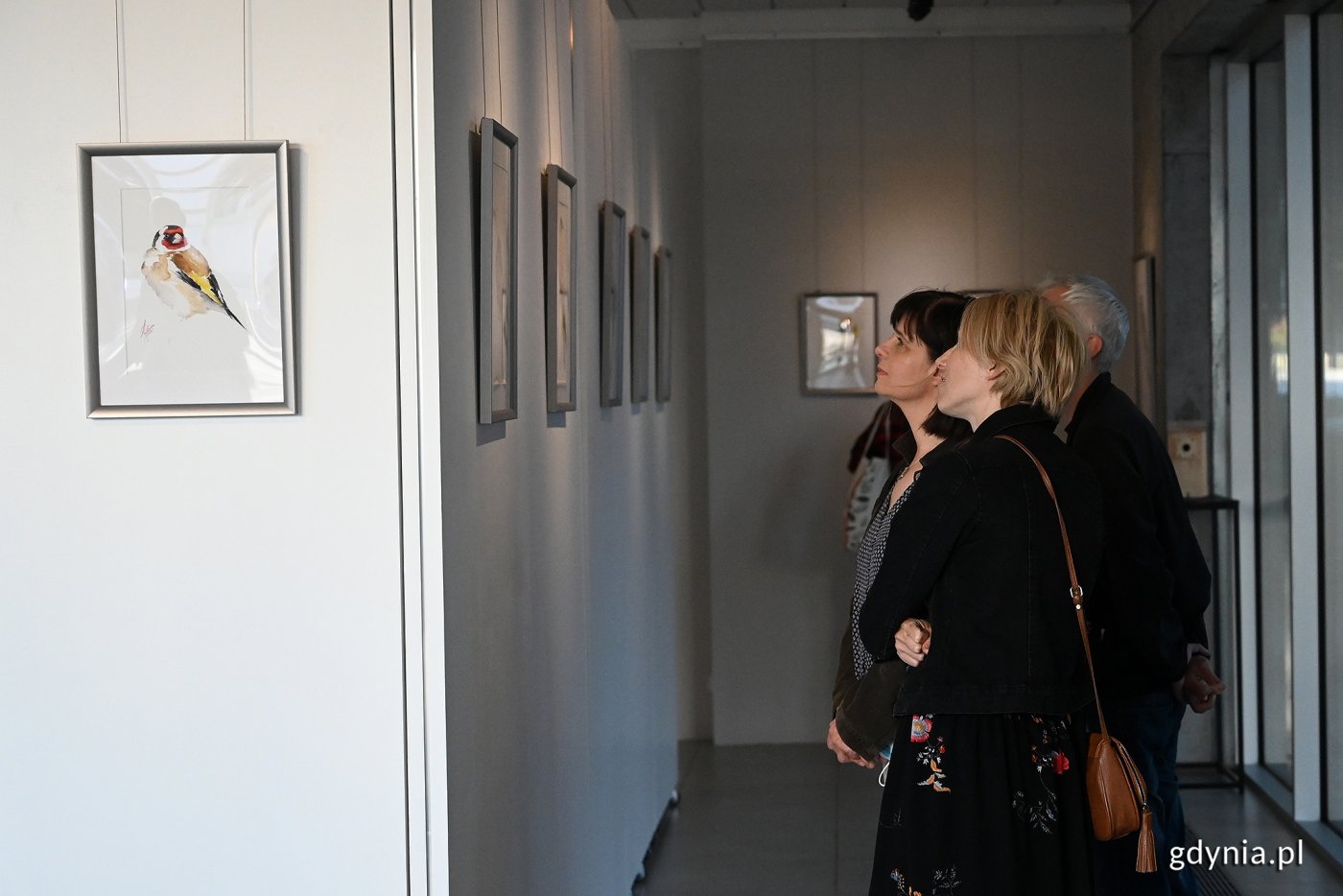 Wystawę „Ptaki w mieście” można oglądać w galerii Gdyńskiego Centrum Filmowego // fot. Michał Puszczewicz