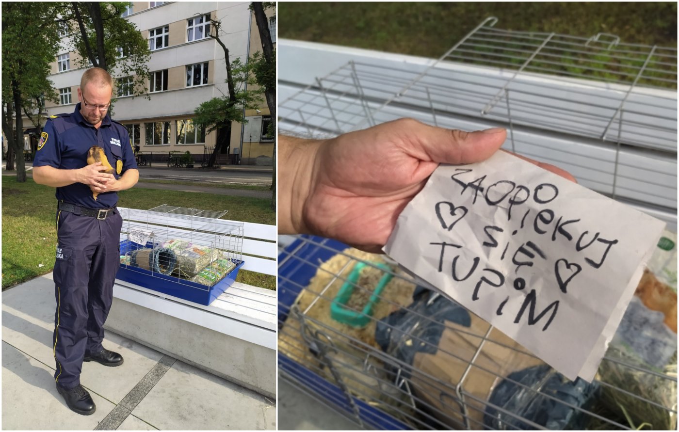 Świnkę porzucono w samym centrum miasta, na klatce była przyczepiona kartka z napisem „Zaopiekuj się Tupim”, fot. Straż Miejska w Gdyni / Ekopatrol