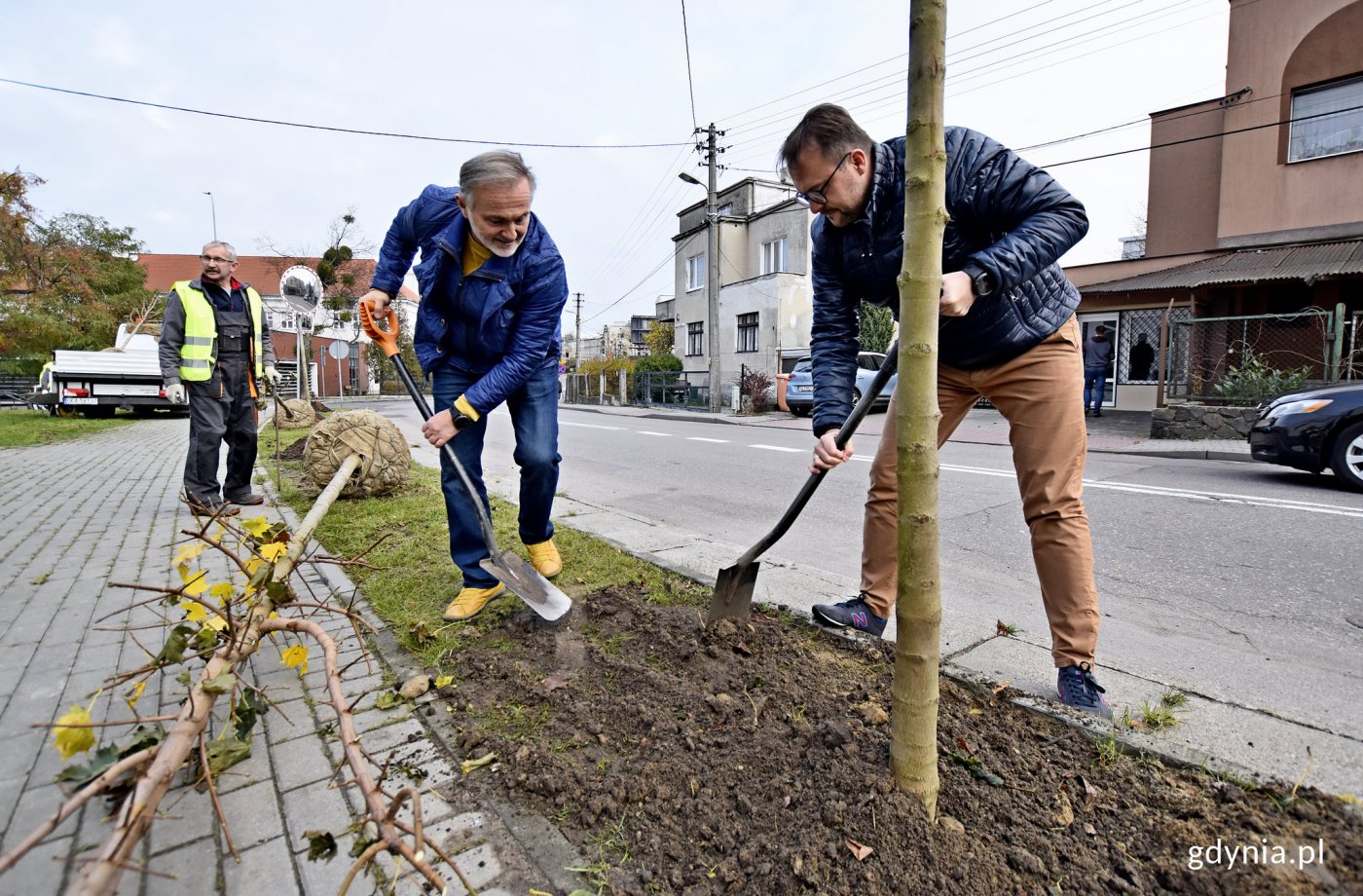 Prezydent Gdyni, Wojciech Szczurek i wiceprezydent Marek Łucyk symboliczne sadzą jedno z nowych drzew przy ul. Legionów, fot. Kamil Złoch