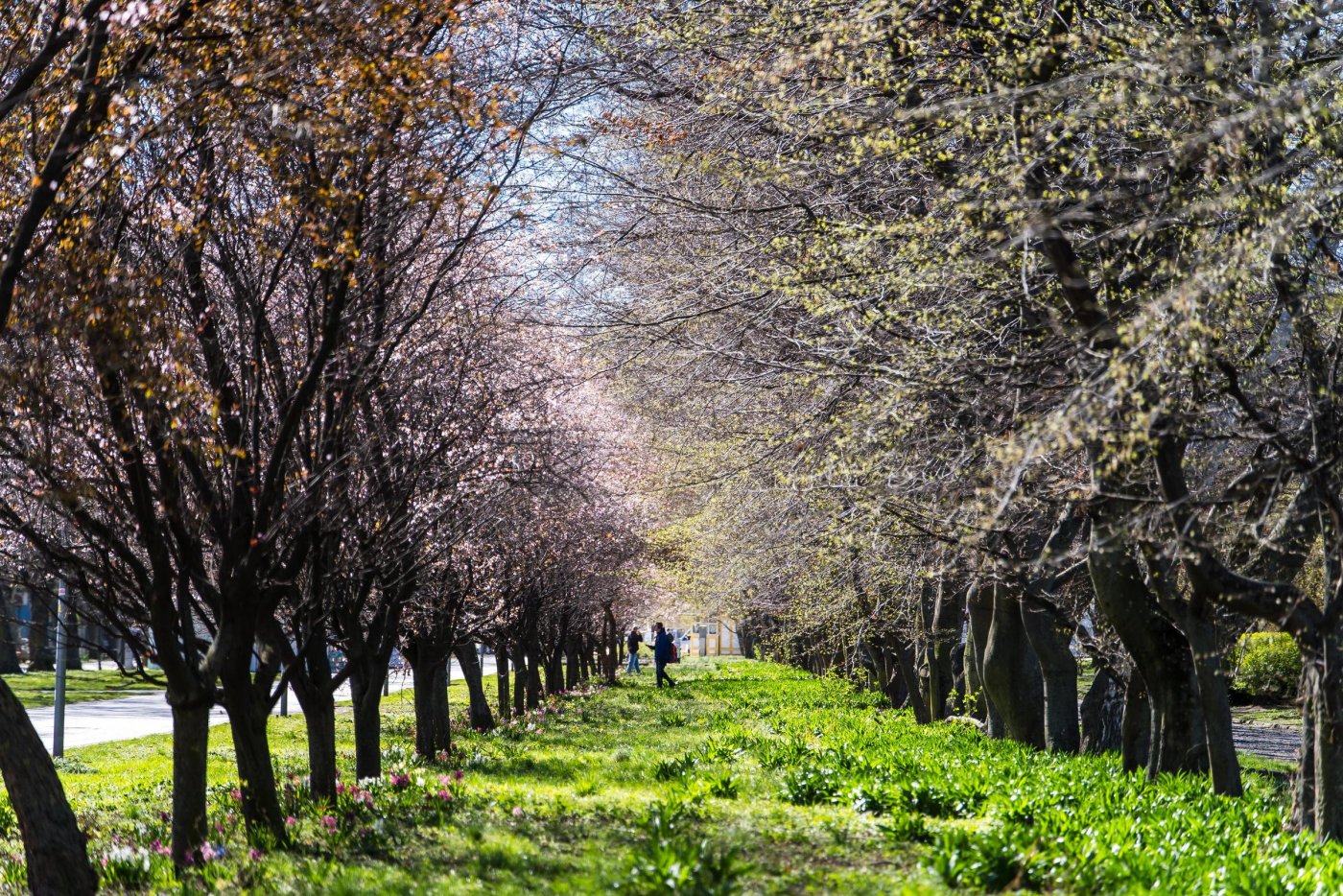 W Gdyni wiosna zachęca do spacerów (fot. Paweł Budziński)