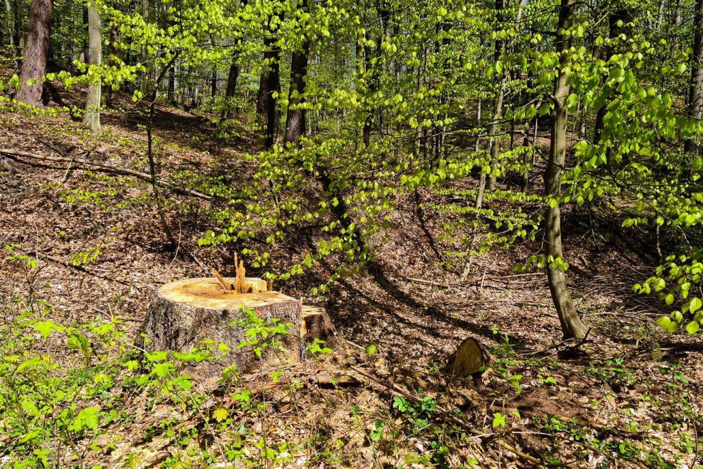 Pień po ściętym drzewie na terenie TPK w Małym Kacku. Fot. Lucyna Lewandowska