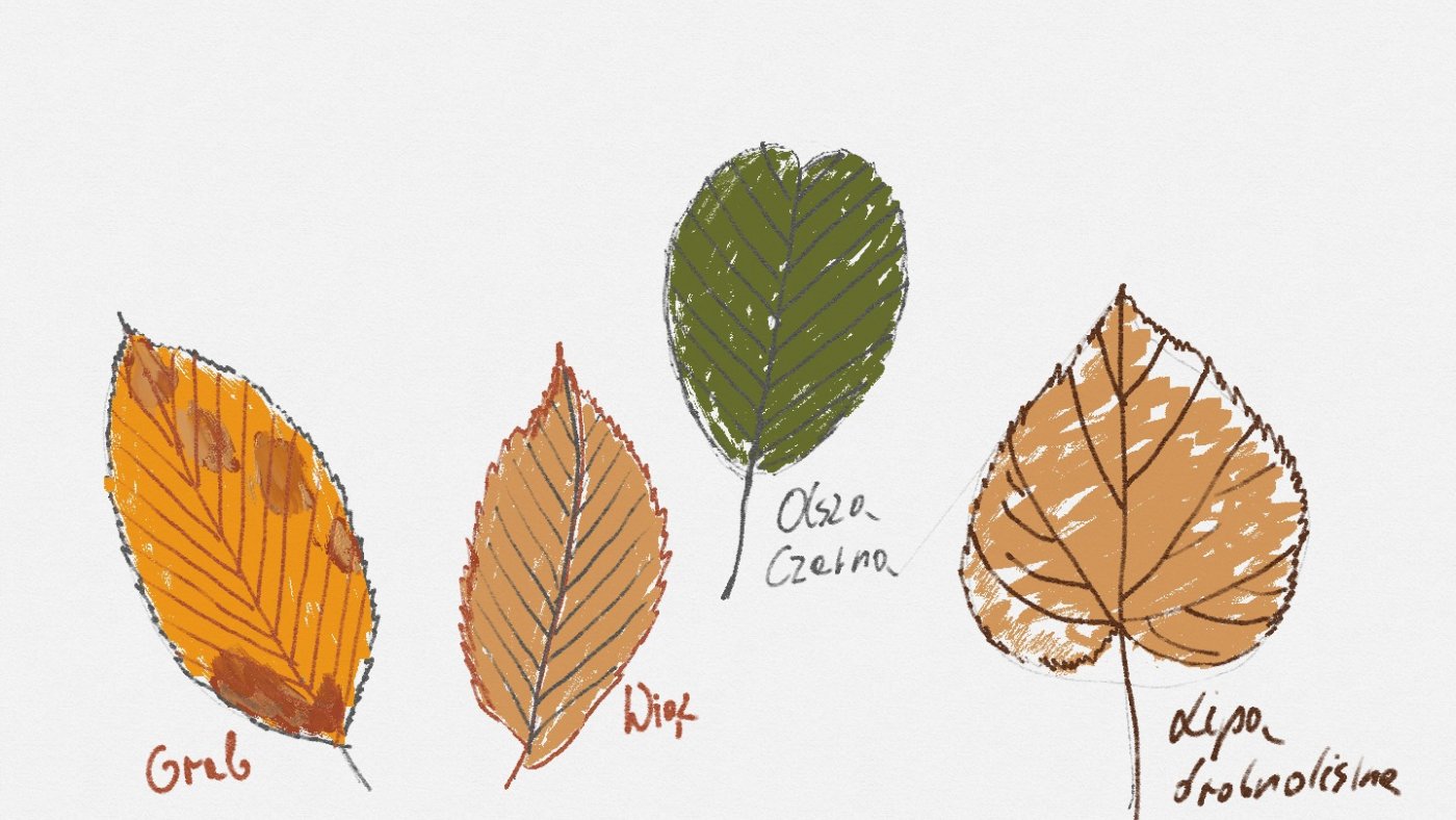 Liście drzew - przykładowa grafika prezentowana podczas lekcji online // fot. Witold Ciechanowicz