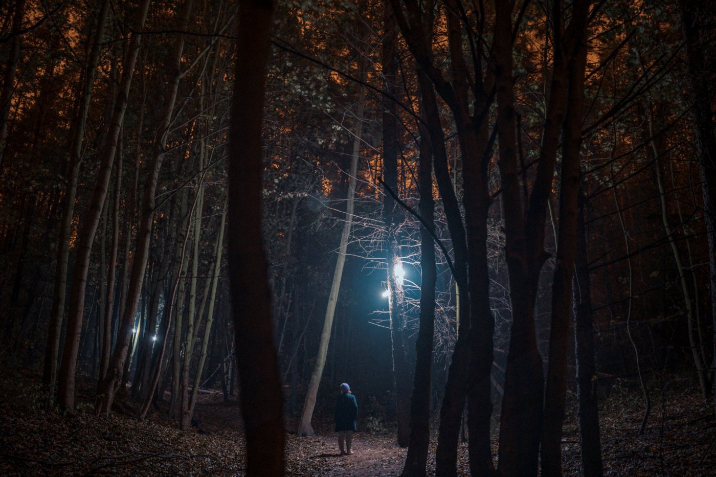 Lampy huby grupy Mozi w Parku Leśnym na Oksywiu. Fot. Morskie Szepty, Magdalena Kasperczyk