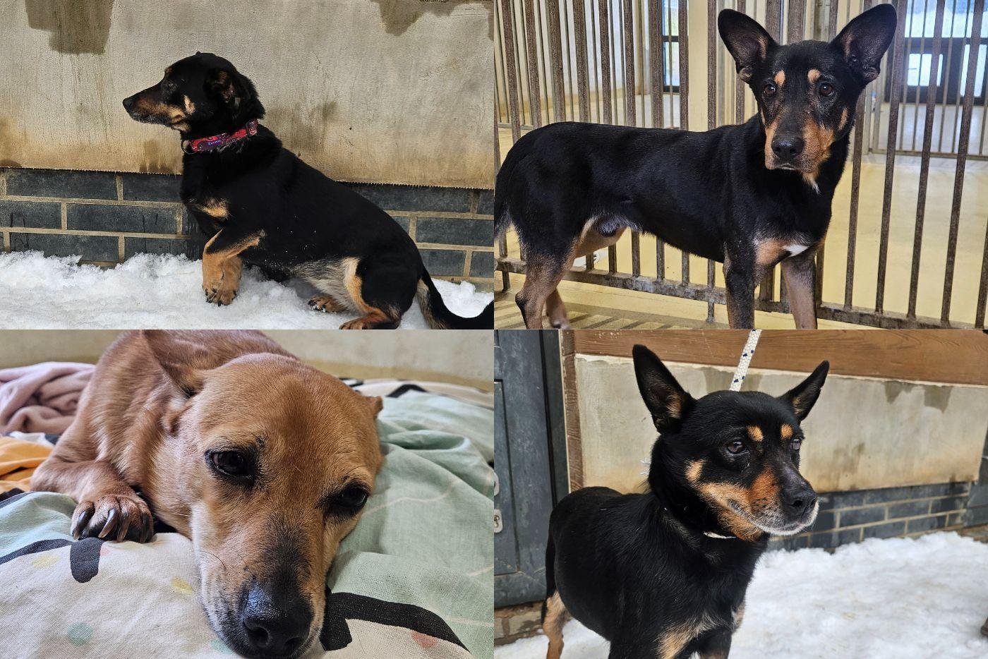 Psy, które trafiły do Gdyni (fot. Schroniska Ciapkowo i Kocham psisko)