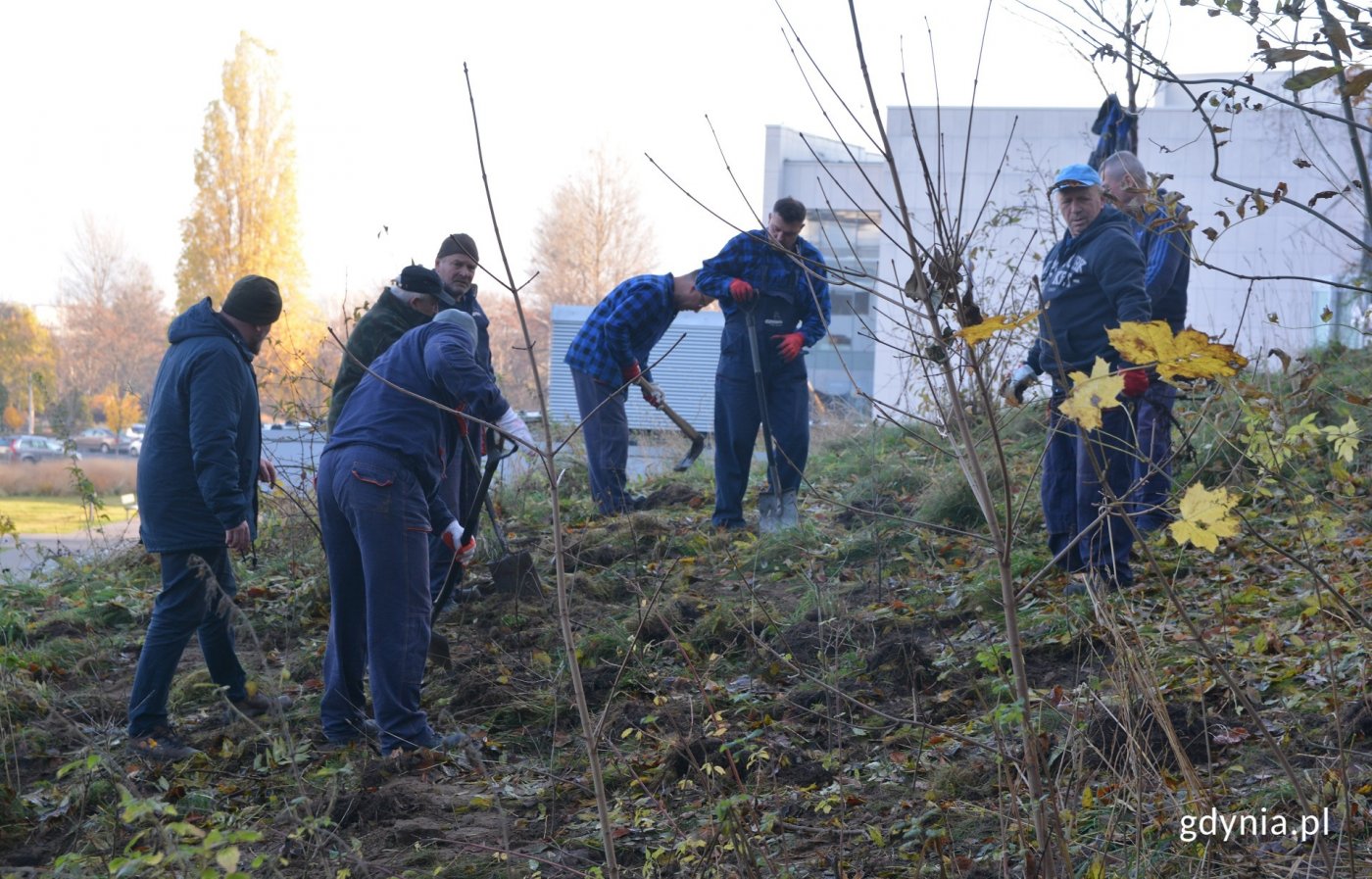 Dęby oraz graby znajdą swoje miejsce na Kamiennej Górze // fot. gdynia.pl