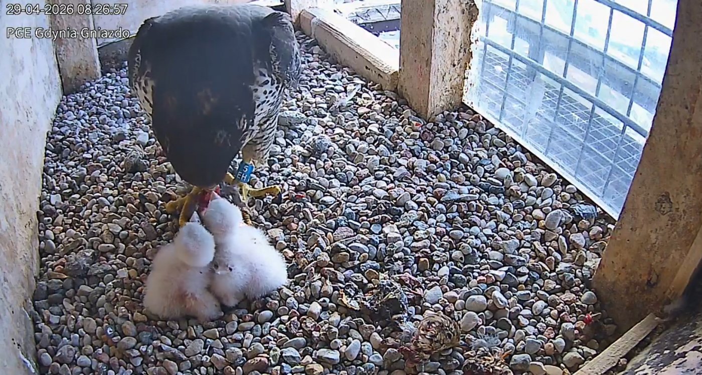 W gnieździe sokołów wędrownych na kominie elektrociepłowni PGE w Gdyni pojawiły się dwa pisklęta (fot. zrzut ekranu WebCam - Gdynia PGE EC)