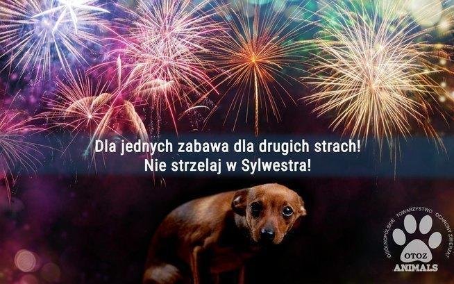Gdyńskie „Ciapkowo” już po raz trzeci organizuje zbiórkę dla swoich podopiecznych pod hasłem „Weź nie strzelaj. Weź mnie przytul”. Fot. Ciapkowo