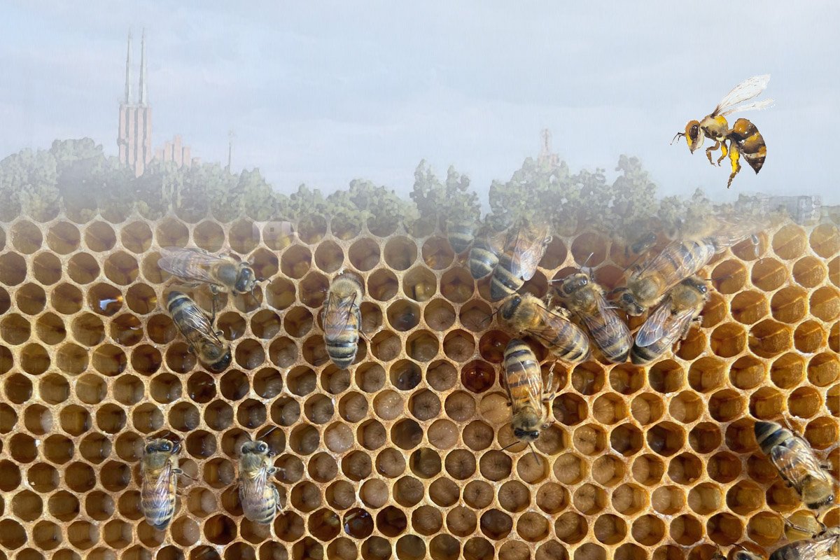 Co robią pszczoły w mieście? 