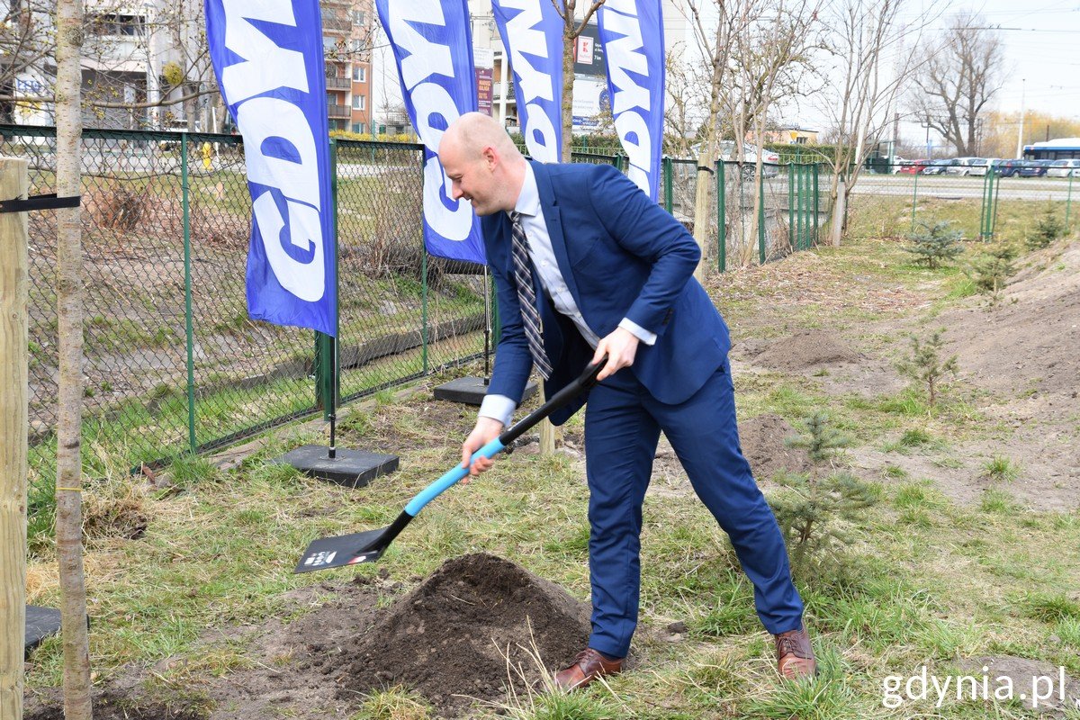 Wiceprezydent Gdyni ds. jakości życia Bartosz Bartoszewicz w granatowym garniturze i niebieskiej koszuli ze szpadlem w dłoni kopie dziurę pod sadzonkę drzewa. W tle tzw. żagle z napisem Gdynia, za nimi zielone ogrodzenie SP nr 31.