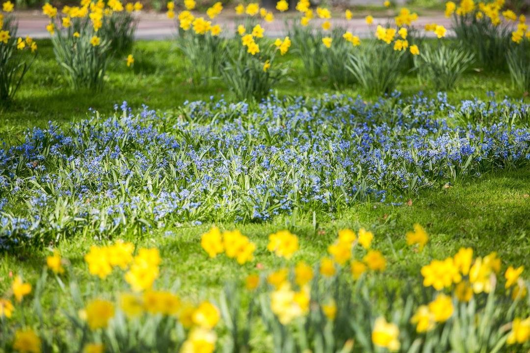 Na zdjęciu żółte i niebieskie kwiaty/fot. Karol Stańczak