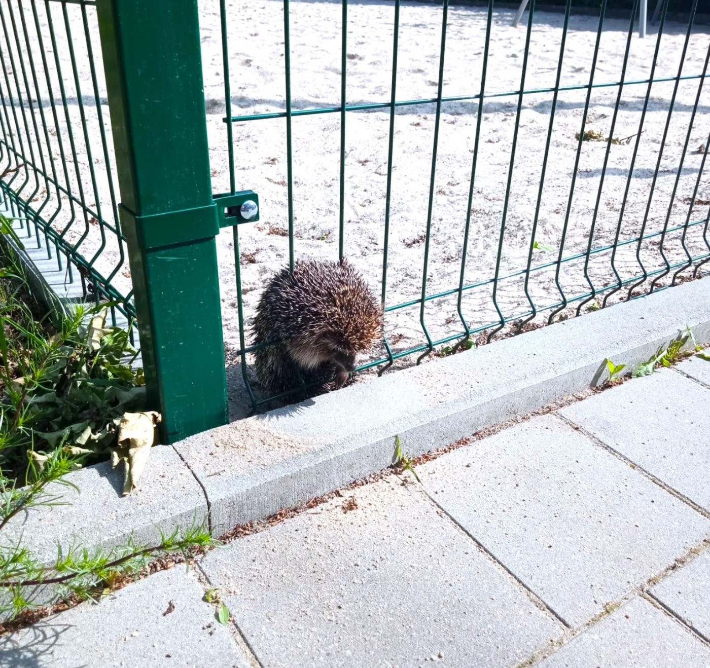 Jeż, który utknął w ogrodzeniu, uratowany przez EkoPatrol (fot. Leonrad Wawrzyniak)