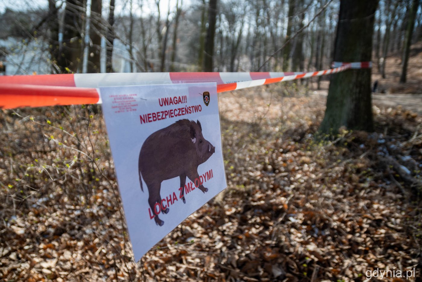 Taka tabliczka informuje nas przed przebywającą w pobliżu lochą z młodymi // fot. Paweł Kukla