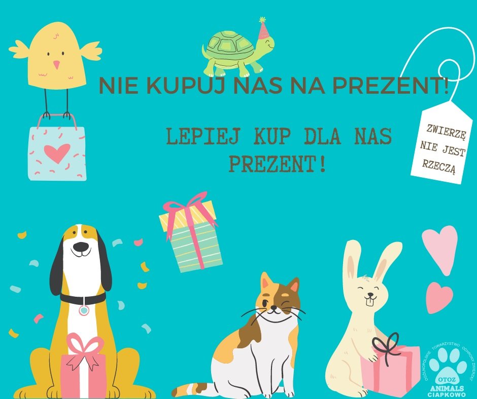 Grafika „Nie kupuj nas na prezent” // mat. prasowe schroniska OTOZ Animals „Ciapkowo”