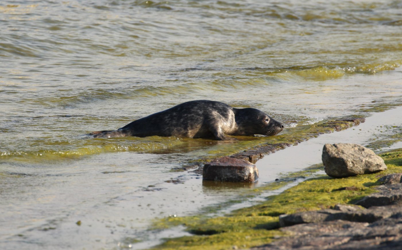 Szczeniak foki szarej przy Molo Południowym. Fot. B.P.WWF