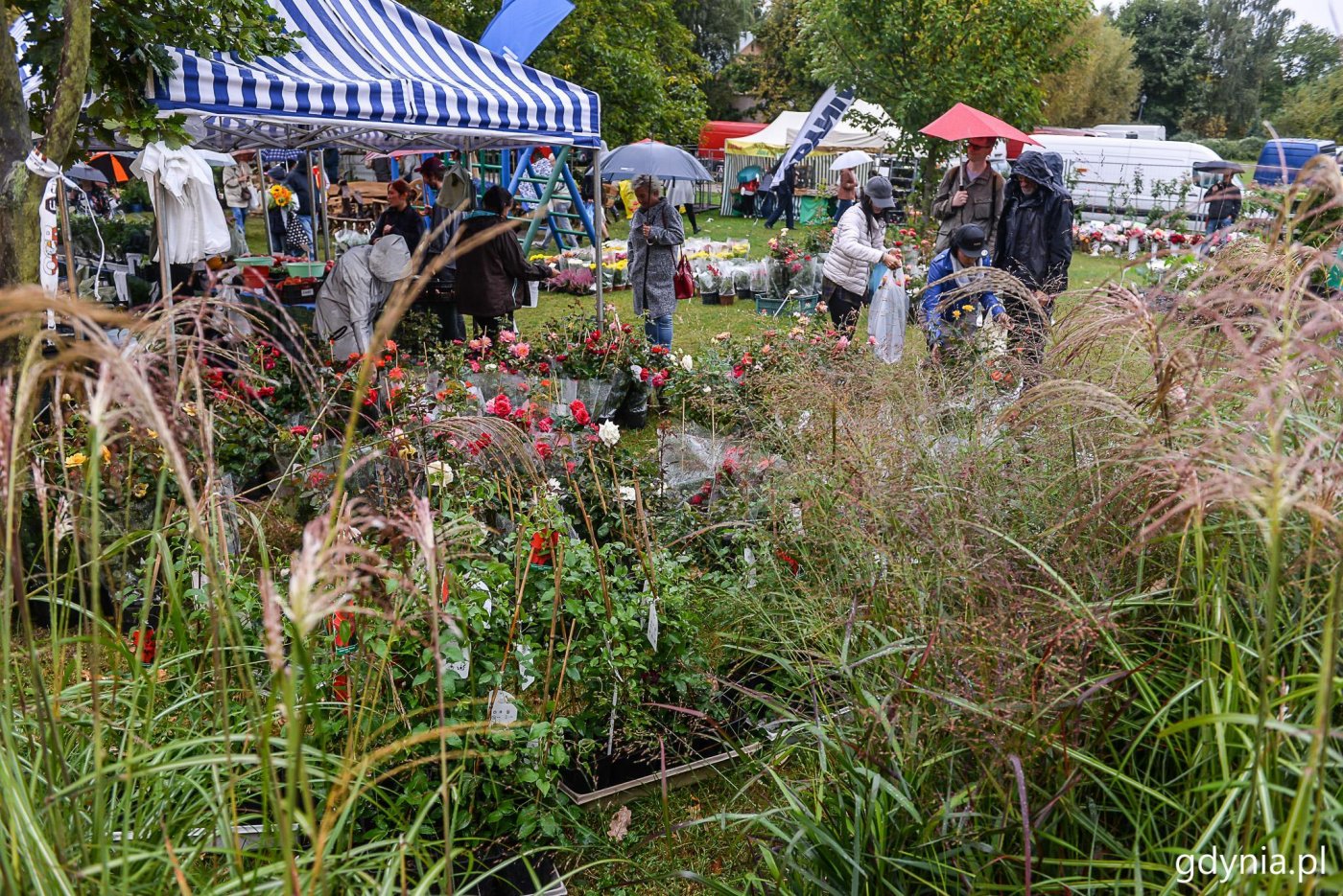 W Gdyni trwa piknik rodzinny „Dary Ziemi” // fot. Przemek Świderski