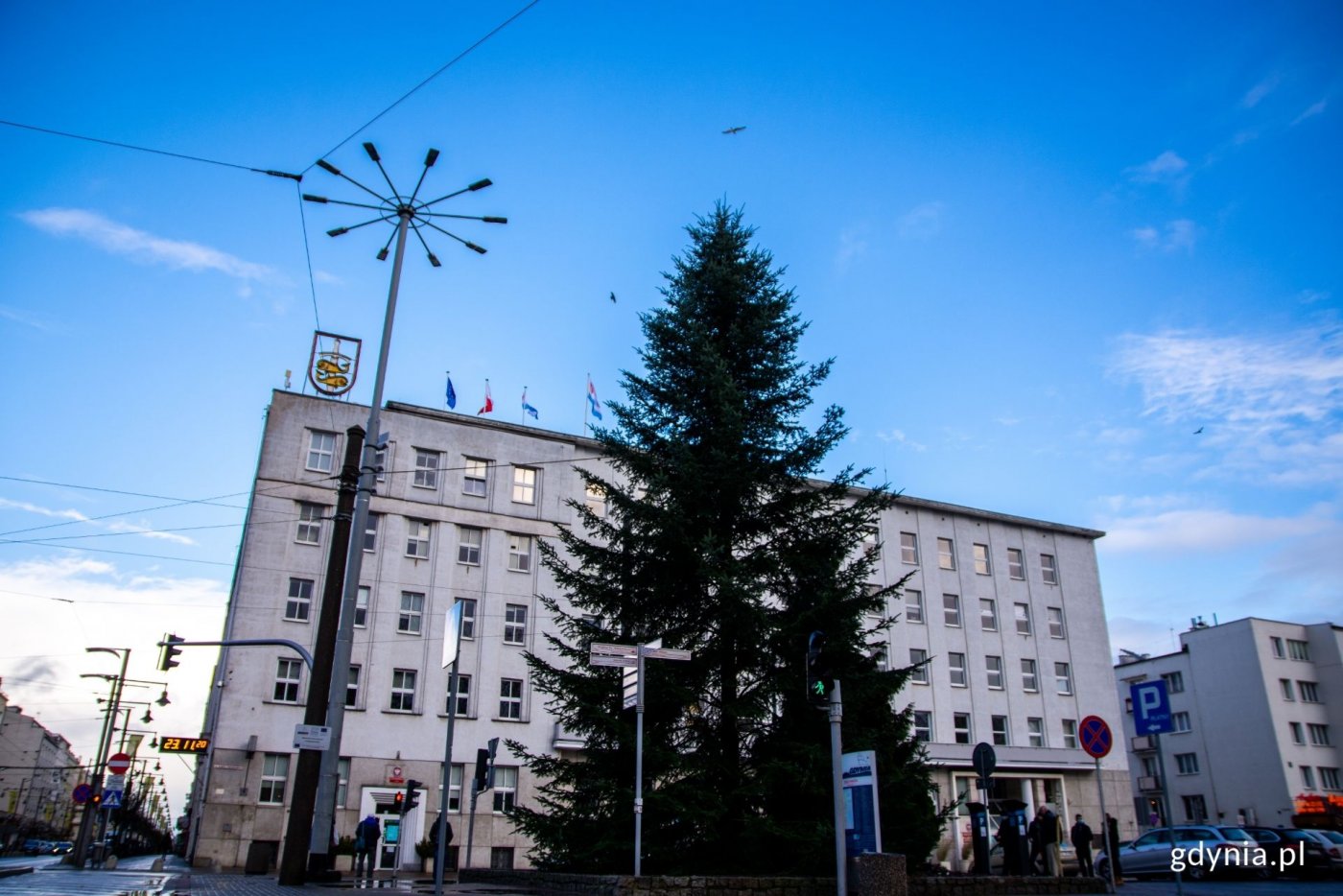 Jodła przed Urzędem Miasta Gdyni czeka już na przystrojenie. Fot. Marcin Mielewski