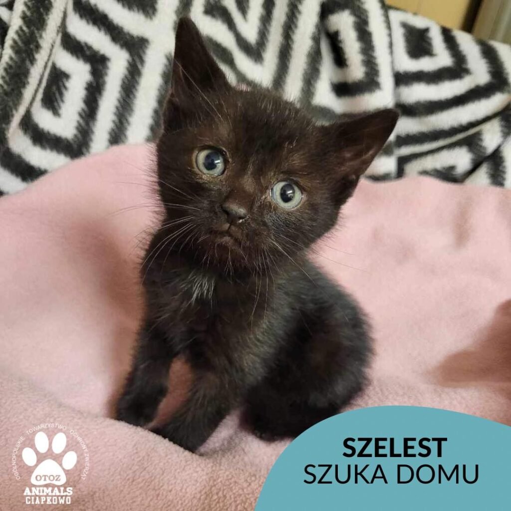 Szelest do adopcji. Mały, bezdomny kocurek pilnie poszukuje domu