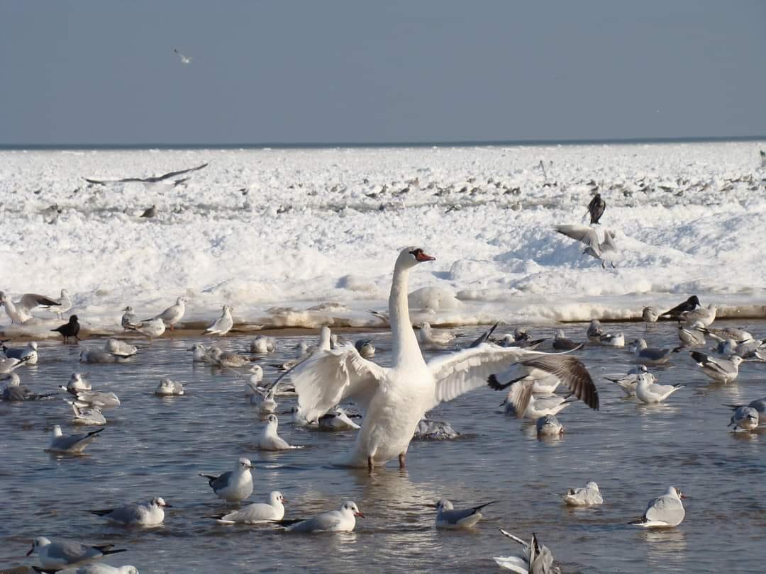 Ekopatrol co roku dokarmia gdyńskie łabędzie (zdjęcie z naszej grupy na FB „Gdynia w obiektywie