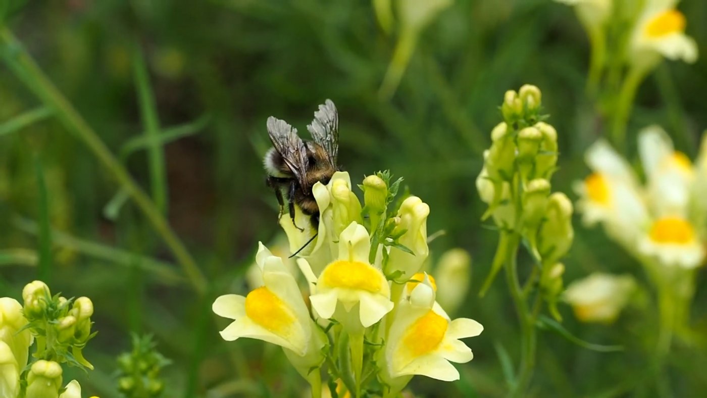 W wideorelacji z Marszewa widać m.in. dzikie pszczoły i motyle, fot. kadr z kanału „Dzikie pszczoły” na YouTube