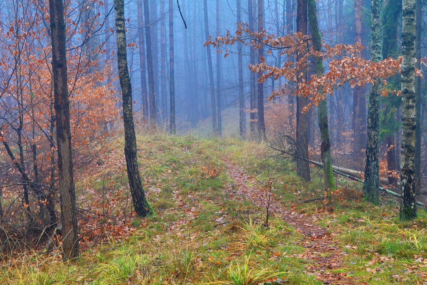 Jeśli mamy ochotę wybrać się na grzyby, warto rozważyć lasy, które otaczają Gdynię z niemal wszystkich stron - w ten sposób łatwiej będzie nam się odnaleźć w nieznanym terenie, fot. Janusz Imianowski / z facebookowej grupy „Gdynia w obiektywie”