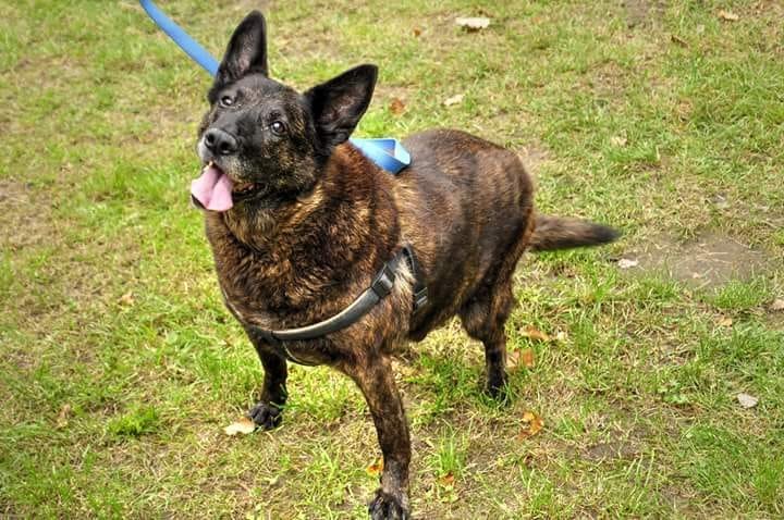 Bamber jest już w swoim długo wyczekiwanym domu. Fot. OTOZ Animals Schronisko Ciapkowo