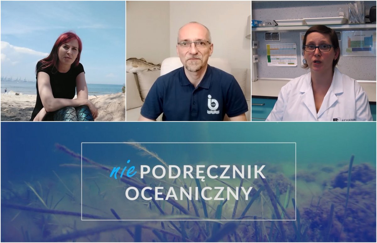 Ponad 100 odcinków internetowego „Niepodręcznika Oceanicznego” to mnóstwo wiedzy od akwarystów i naukowców, fot. kadry z filmów / Akwarium Gdyńskie