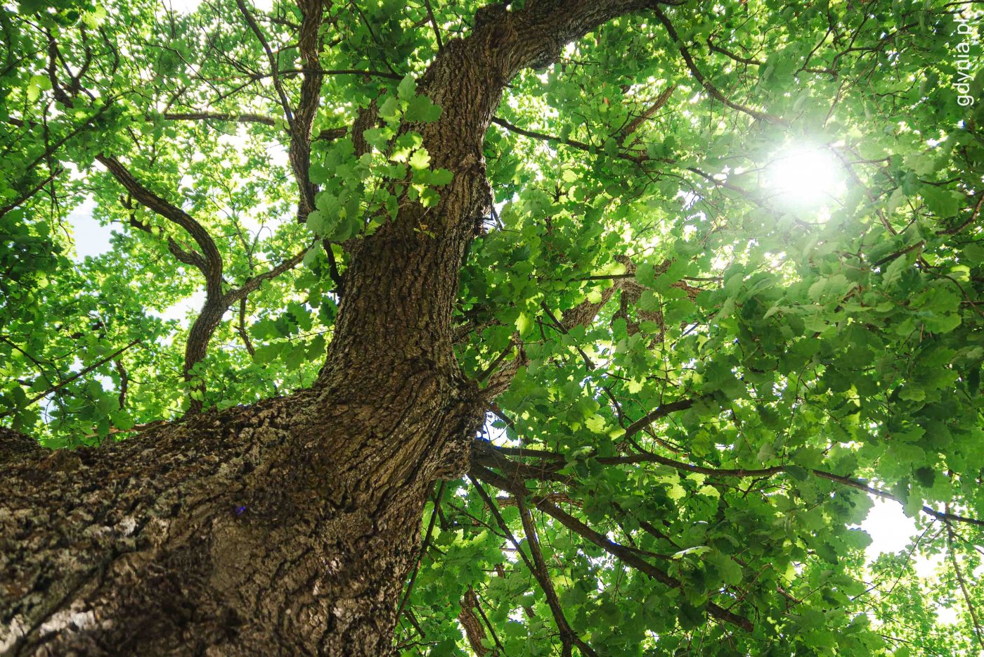 Pień drzewa - dębu widziany od dołu, widoczne konary, zielone liście, kora drzewa, u góry przez liście prześwituje słońce