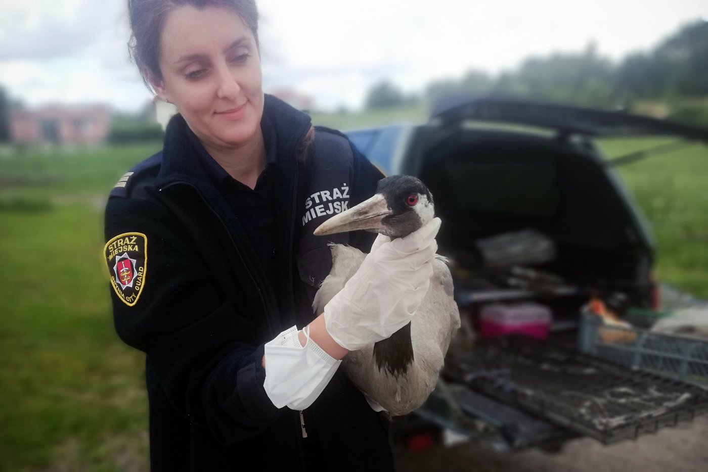 Anna Schultka z Eko Patrolu Straży Miejskiej w Gdyni z pojmanym żurawiem. Fot. Straż Miejska w Gdyni