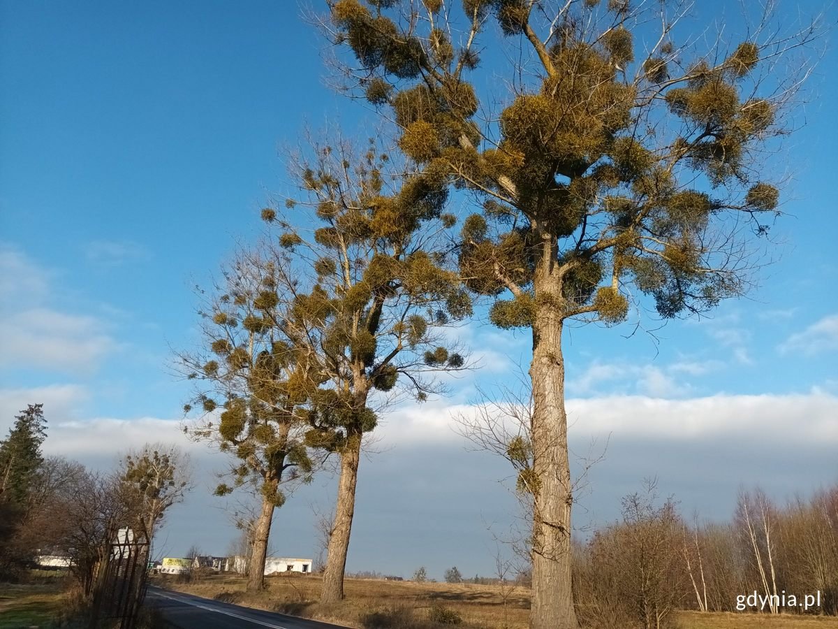 Drzewa zarażone jemiołą pospolitą (źródło: materiały Wydziału Ogrodnika Miasta, Urząd Miasta Gdyni)