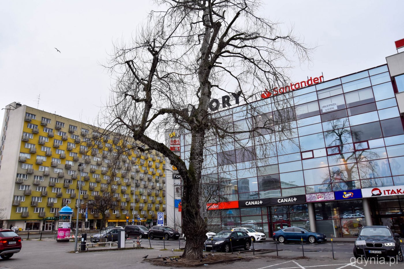 Chore drzewo znajduje się na parkingu przy Centrum Handlowym Batory // fot. Magdalena Śliżewska