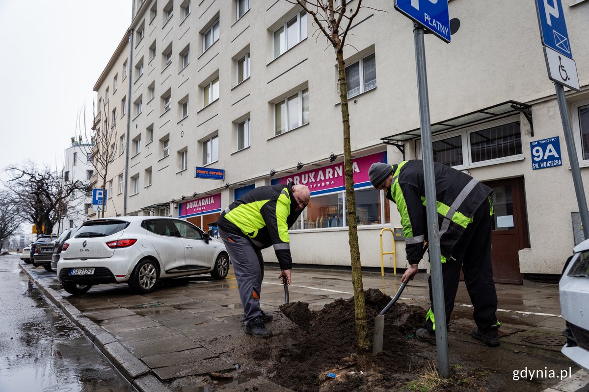 Sadzenie nowych drzew przy ul. św. Wojciecha. Fot. Przemysław Kozłowski