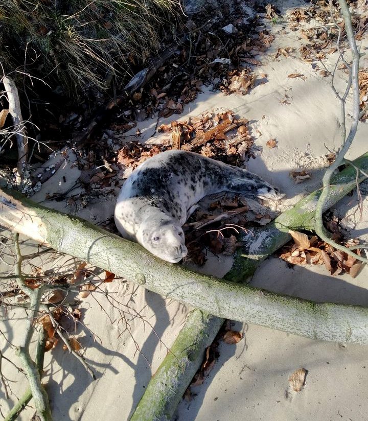 na zdjęciu mała foczka leżąca na plaży