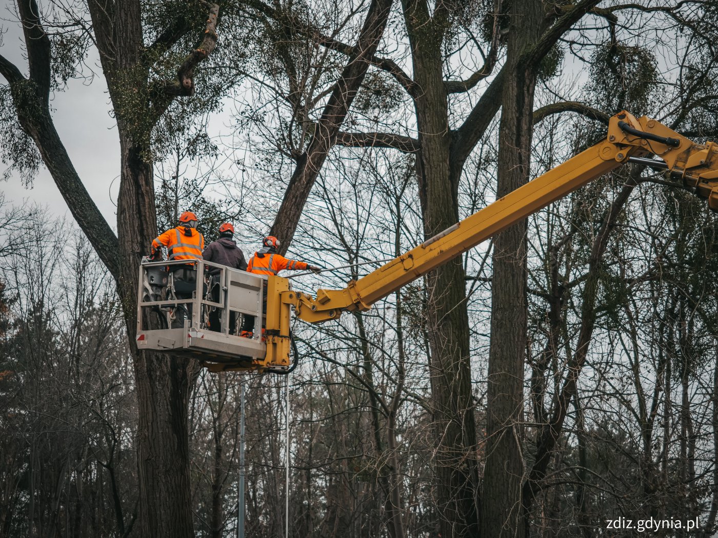 trwające prace pielęgnacyjne drzew, widoczny dźwig wykonujący prace