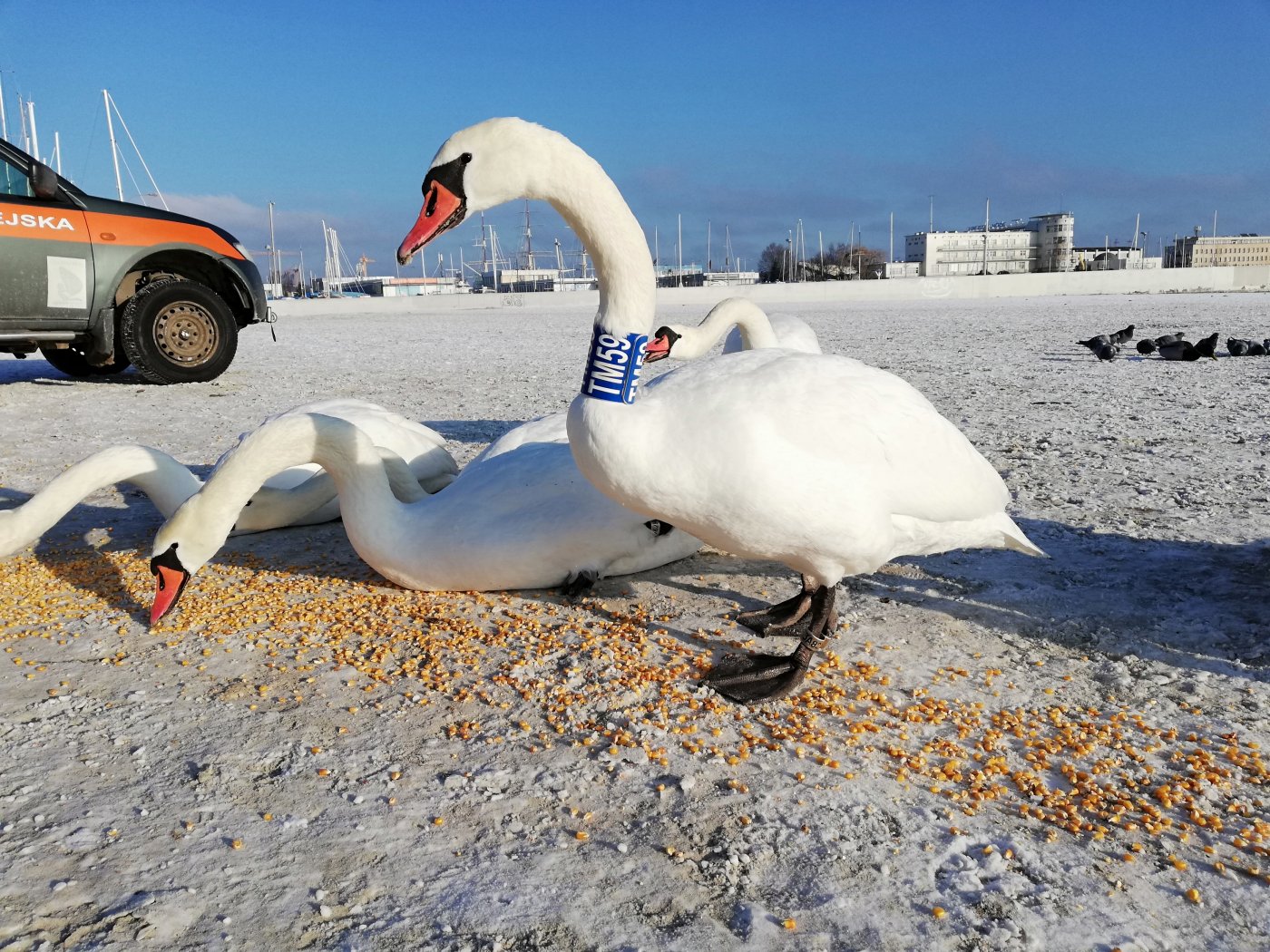 Oznakowany łabędź w Gdyni // mat. Straży Miejskiej w Gdyni