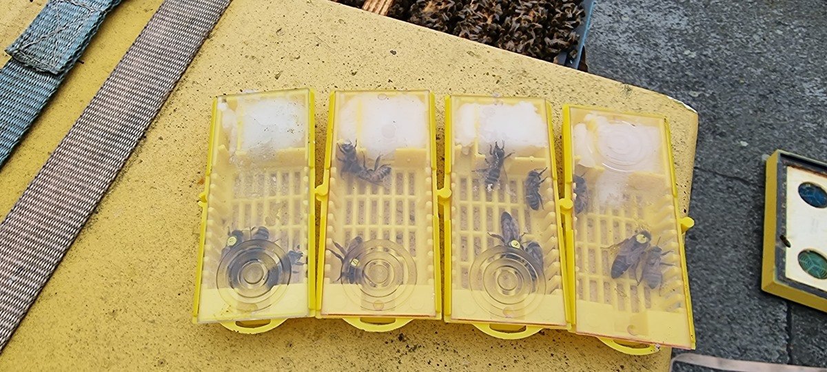 nowe młode czerwiące matki pszczele z przezimowanych odkładów z ub.r., które zastąpią te wyeksploatowane z poprzednich lat.