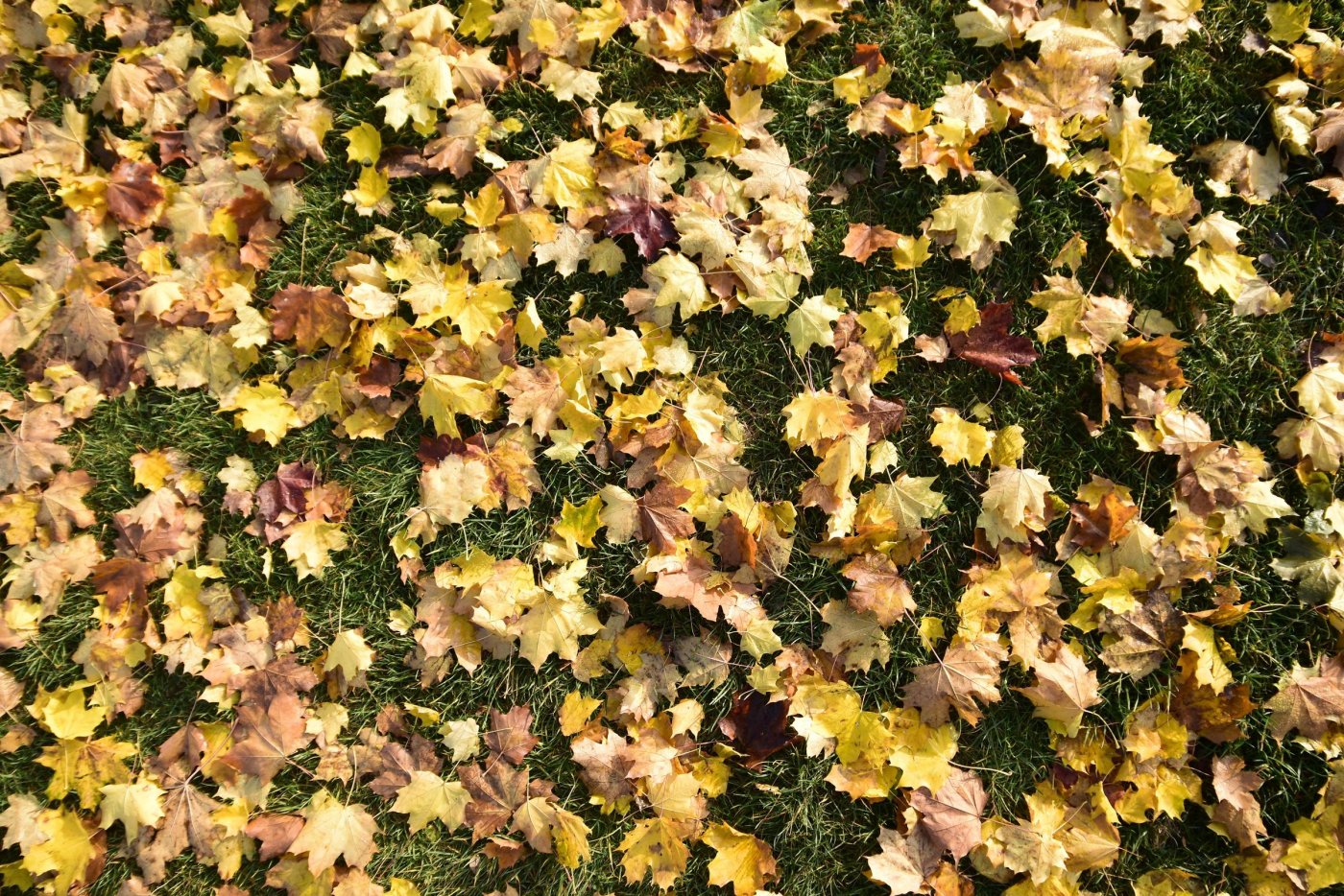 Jesienne liście na trawie.